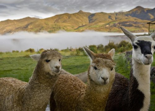 Newzealand
